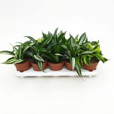 Драцена frag. mix 3 single stem с доставкой по Астане