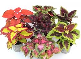 Plectranthus col. mix promo mixed / Coleus с доставкой по Астане