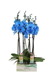 Фаленопсис Blauw 2 Tak with delivery to Astana