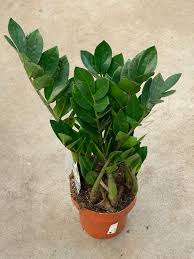 Замиокулькас zamiifolia decorum - 4+ spike with delivery to Astana