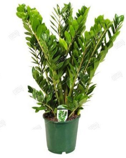 Замиокулькас zamiifolia Lucky Classic 15+ spike с доставкой по Астане