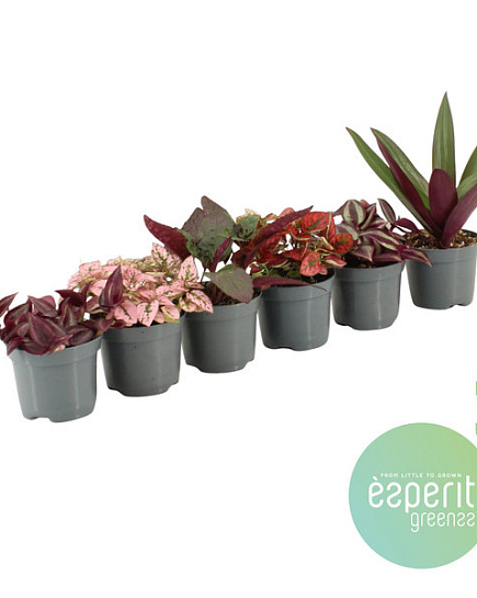 Микс 'Greenss' 20-24 varieties с доставкой по Астане