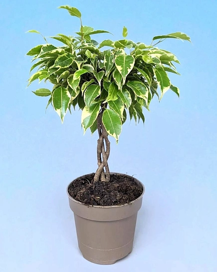 Фикус benja. 'Bushy King' twisted stem с доставкой по Астане