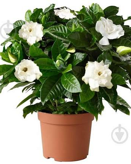 Гардения Jasminoides с доставкой по Астане