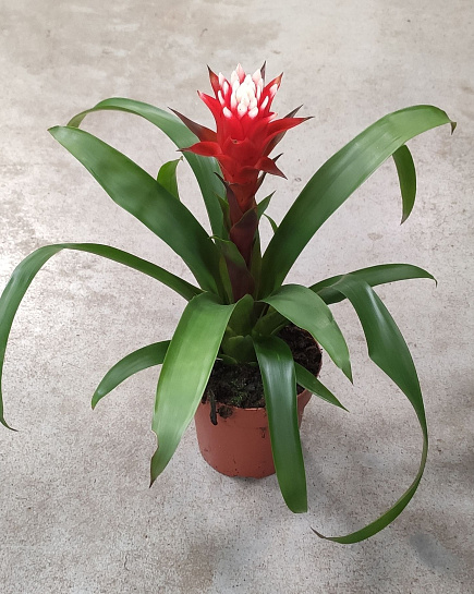 Гузмания Rockyflower Hope - 12cm с доставкой по Астане
