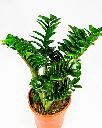 Замиокулькас zamiifolia 'Zenzi' decorum - Zenzi 10 spike с доставкой по Астане