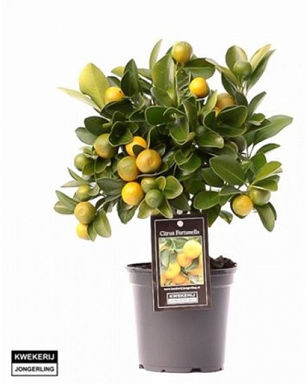 ТОВАР НЕДЕЛИ Цитрус ... **Цитрус GTC DEAL** CALAMONDIN с доставкой по Астане